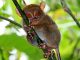 Der philippinische Koboldmaki Tarsius syrichta steht im Mittelpunkt einer Studie über seine Kommunikation per Ultraschall (Photo courtesy of Nathaniel Dominy)
