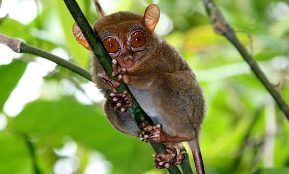 Der philippinische Koboldmaki Tarsius syrichta steht im Mittelpunkt einer Studie über seine Kommunikation per Ultraschall (Photo courtesy of Nathaniel Dominy) Der philippinische Koboldmaki Tarsius syrichta steht im Mittelpunkt einer Studie über seine Kommunikation per Ultraschall (Photo courtesy of Nathaniel Dominy)