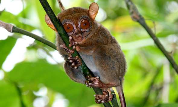 Der philippinische Koboldmaki Tarsius syrichta steht im Mittelpunkt einer Studie über seine Kommunikation per Ultraschall (Photo courtesy of Nathaniel Dominy)