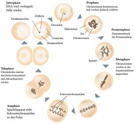 Schematischer Ablauf der Mitose (Wikipedia / User: Jpablo cad und Matthias_M. / CC BY-SA 3.0)