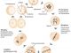 Schematischer Ablauf der Mitose (Wikipedia / User: Jpablo cad und Matthias_M. / CC BY-SA 3.0)