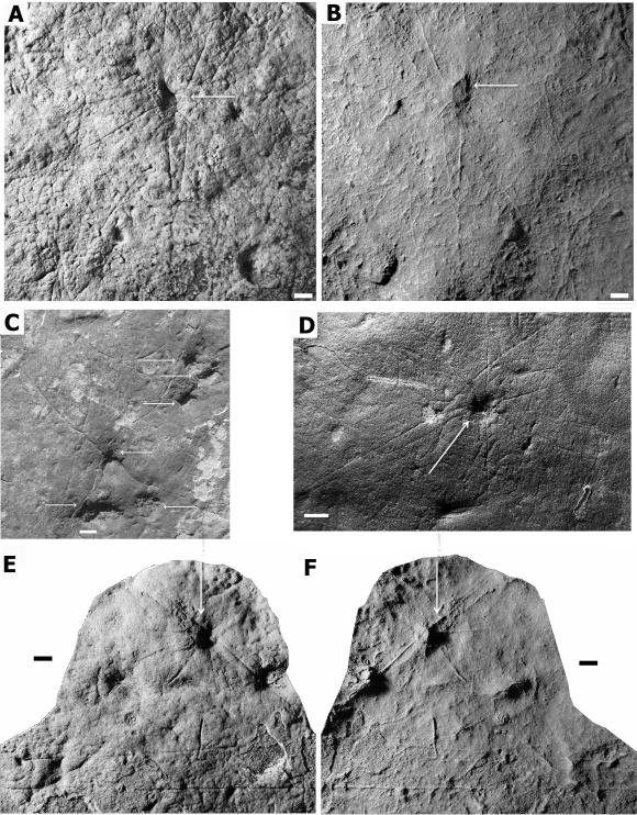 Die oben abgebildeten Exemplare stammen aus unterschiedlichen Fundstätten. Die weißen Pfeile deuten auf die Hauptkörper der Organismen. A, C, D und E sind Fotografien der fossilen Eindrücke im Gestein, B und F sind Latex-Abdrücke, die das vermutete Erscheinungsbild der lebenden Organismen widerspiegeln. (Droser lab, UC Riverside)