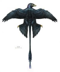 Rekonstruktion eines Microraptor, basierend auf dem neuen Exemplar und acht zuvor beschriebenen Exemplaren (Mick Ellison / AMNH)