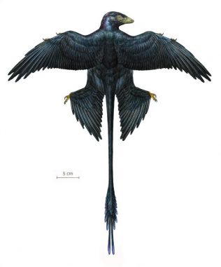 Rekonstruktion eines Microraptor, basierend auf dem neuen Exemplar und acht zuvor beschriebenen Exemplaren (Mick Ellison / AMNH) Rekonstruktion eines Microraptor, basierend auf dem neuen Exemplar und acht zuvor beschriebenen Exemplaren (Mick Ellison / AMNH)