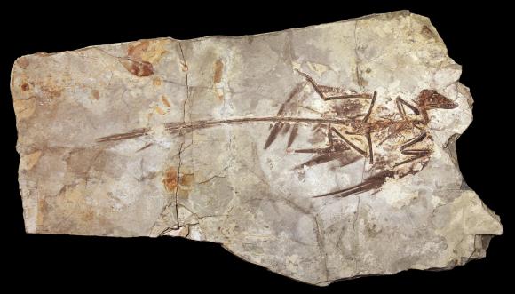 Fossil eines Microraptor (U. of Texas in Austin)