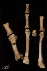 Der unvollständige Burtele-Fuß nach der Präparation in anatomisch korrekter Ausrichtung. (Copyright: The Cleveland Museum of Natural History, Photo courtesy: Yohannes Haile-Selassie)