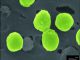 Eine Gruppe Bakterien der Art Prochlorococcus marinus. (Massachusetts Institute of Technology)