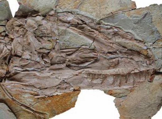 Fossiler Schädel eines Yutyrannus. (Zang Hailong) Fossiler Schädel eines Yutyrannus. (Zang Hailong)