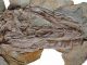 Fossiler Schädel eines Yutyrannus. (Zang Hailong)