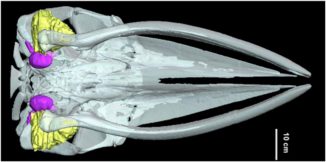 MRT eines Minkwal-Kopfes. Das Fettgewebe (gelb) könnte Schallwellen sehr effektiv zum Innenohr (violett) leiten. (Maya Yamato, Woods Hole Oceanographic Institution)