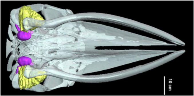 MRT eines Minkwal-Kopfes. Das Fettgewebe (gelb) könnte Schallwellen sehr effektiv zum Innenohr (violett) leiten. (Maya Yamato, Woods Hole Oceanographic Institution) MRT eines Minkwal-Kopfes. Das Fettgewebe (gelb) könnte Schallwellen sehr effektiv zum Innenohr (violett) leiten. (Maya Yamato, Woods Hole Oceanographic Institution)