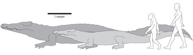 Größenvergleich zwischen einem heutigen Krokodil und der neuen Krokodilart, sowie den damaligen und heutigen Menschen. (Illustration by Chris Brochu)
