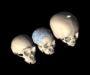 Das Taung-Fossil (Mitte) im Vergleich zu den Schädeln eines jungen Schimpansen (links) und eines Menschen (rechts) (CT-based images by M. Ponce de León and Ch. Zollikofer, University of Zurich)