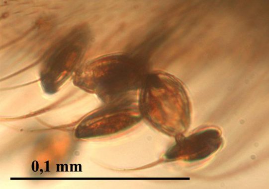 Gymnospermae-Pollen in Bernstein. (Enrique Peñalver, IGME)