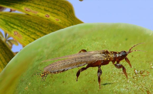 Rekonstruktion von Gymnospollisthrips mit Pollen am Körper über einem Gingkobaum. (Enrique Peñalver, IGME)