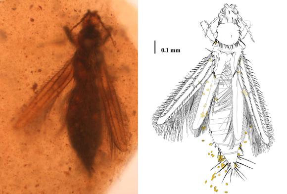 Gymnospollisthrips major mit Blütenstaub am Körper. (Enrique Peñalver, IGME)