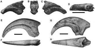 Fossile Knochen des Spinosauriden Suchomimus. Linke Seite (A, E, G), Proximal (B), rechte Seite (C) und ventrale Ansichten (D, F, H). Der schwarze Balken entspricht einer Länge von 5 Zentimetern. (Monash University / Dr. Tom Rich)