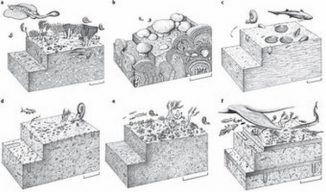 Schematische Rekonstruktionen von verschiedenen marinen Ökosystemen nach dem Massenaussterben am Ende des Perm. (Drawings Copyright by John Sibbick)