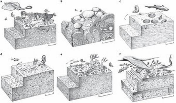 Schematische Rekonstruktionen von verschiedenen marinen Ökosystemen nach dem Massenaussterben am Ende des Perm. (Drawings Copyright by John Sibbick) Schematische Rekonstruktionen von verschiedenen marinen Ökosystemen nach dem Massenaussterben am Ende des Perm. (Drawings Copyright by John Sibbick)