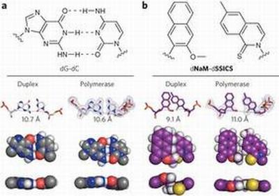 Die Strukturen des natürlichen Basenpaares dG-dC (a) und dNaM-d5SICS (b) (Scripps Research Institute / Floyd E. Romesberg / Nature)