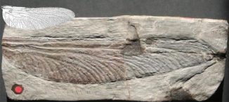 Dieser rund 300 Millionen Jahre alte fossile Insektenflügel (Stephanotypus schneideri) misst 19,5 Zentimeter. Der kleinere Flügel veranschaulicht die Flügellänge der größten Libelle in den letzten 65 Millionen Jahren (Photo by Wolfgang Zessin)