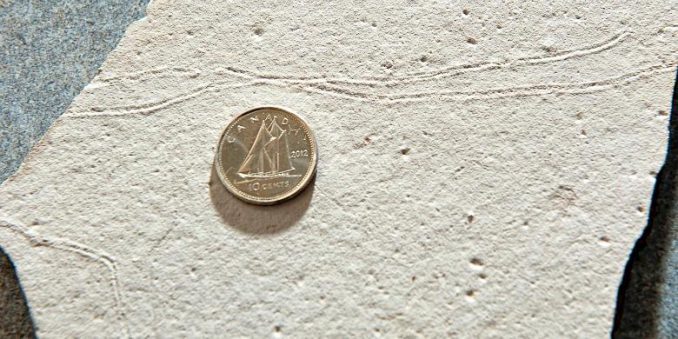 Geologen der U of A fanden diese Kriechspuren der ersten tierischen Lebensformen, die bislang entdeckt wurden. Bilateria, zentimetergroße, Nacktschnecken-ähnliche Tiere hinterließen ihre Spuren vor 585 Millionen Jahren in Flachwassersedimenten, wo heutzutage Uruguay liegt. Das Forschungsergebnis der U of A datiert alle früheren gefundenen Beweise für tierisches Leben auf der Erde um 30 Millionen Jahre vor. (Photo by Richard Siemens) Geologen der U of A fanden diese Kriechspuren der ersten tierischen Lebensformen, die bislang entdeckt wurden. Bilateria, zentimetergroße, Nacktschnecken-ähnliche Tiere hinterließen ihre Spuren vor 585 Millionen Jahren in Flachwassersedimenten, wo heutzutage Uruguay liegt. Das Forschungsergebnis der U of A datiert alle früheren gefundenen Beweise für tierisches Leben auf der Erde um 30 Millionen Jahre vor. (Photo by Richard Siemens)