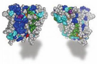 Molekulare Struktur des rhomboiden Enzyms. (Johns Hopkins University)