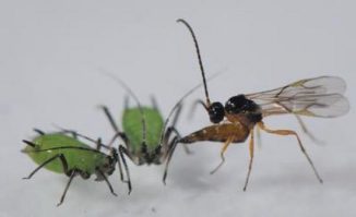 Eine parasitäre Wespe attackiert eine Blattlaus. (Photo by Dirk Sanders)