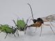 Eine parasitäre Wespe attackiert eine Blattlaus. (Photo by Dirk Sanders)