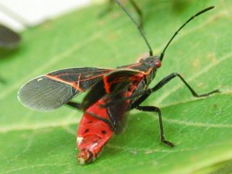 Ein Western Boxelder Käfer (Boisea rubrolineata). (Simon Fraser University)