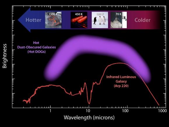 Diese Darstellung zeigt die Helligkeit der neuen"Hot DOGs"-Population im Vergleich zu einer anderen infrarothellen Galaxie. (NASA / JPL-Caltech / UCLA)