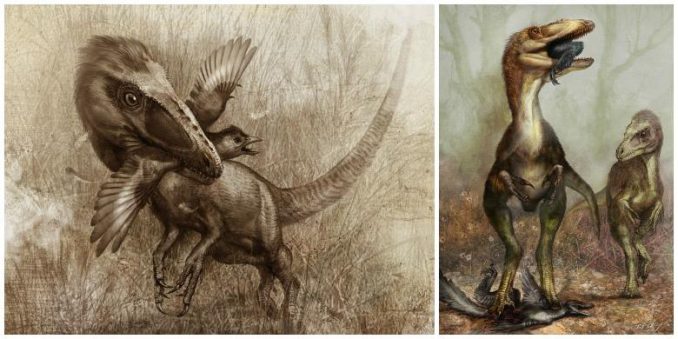 Künstlerische Darstellungen eines Sinocalliopteryx bei der Jagd auf einen Confuciusornis (links) und einen Sinornothosaurus (rechts). (Artwork: Cheung Chungtat) Künstlerische Darstellungen eines Sinocalliopteryx bei der Jagd auf einen Confuciusornis (links) und einen Sinornothosaurus (rechts). (Artwork: Cheung Chungtat)
