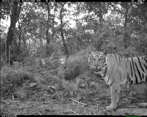 Tiger in Nepal übernehmen die Nachtschicht, um besser mit Menschen koexistieren zu können. (Photo courtesy of MSU)