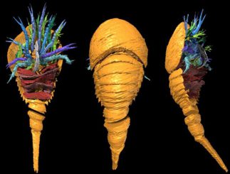 3D-Rekonstruktion von Dibasterium durgae. (PNAS / Derek E. G. Briggs / Yale University)