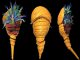 3D-Rekonstruktion von Dibasterium durgae. (PNAS / Derek E. G. Briggs / Yale University)
