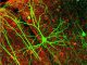 Ein Pyramiden-Neuron in der Großhirnrinde einer Maus. Die Verästelungen (Dendriten) sind gut erkennbar. (Wei-Chung Allen Lee, Hayden Huang, Guoping Feng, Joshua R. Sanes, Emery N. Brown, Peter T. So, Elly Nedivi)
