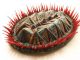 Rekonstruktion eines 390 Millionen Jahre alten Multiplacophoren. (Jakob Vinther / University of Texas at Austin)