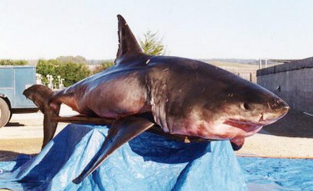 Dieser circa 770 Kilogramm schwere Weiße Hai wurde unbeabsichtigt gefangen und 2001 am Long Marine Lab seziert. (Photo by T. Stephens)