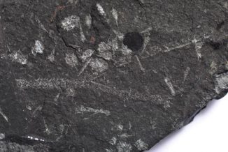 Dieses versteinerte Exemplar zeigt den Übergang von den verzweigten Röhren zu den Sanduhr-Strukturen. (Paul Witney, BGS, (c) NERC 2012)
