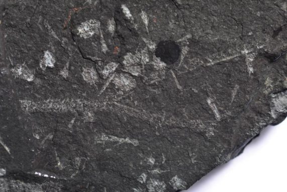 Dieses versteinerte Exemplar zeigt den Übergang von den verzweigten Röhren zu den Sanduhr-Strukturen. (Paul Witney, BGS, (c) NERC 2012) Dieses versteinerte Exemplar zeigt den Übergang von den verzweigten Röhren zu den Sanduhr-Strukturen. (Paul Witney, BGS, (c) NERC 2012)
