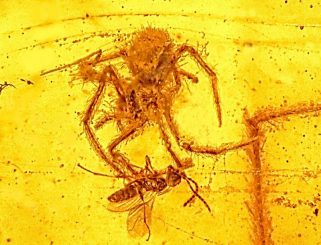 Der Angriff dieser circa 100 Millionen Jahre alten Spinne auf eine im Netz gefangene Wespe wurde nahezu perfekt in Bernstein konserviert. (Photo courtesy of Oregon State University)