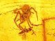 Der Angriff dieser circa 100 Millionen Jahre alten Spinne auf eine im Netz gefangene Wespe wurde nahezu perfekt in Bernstein konserviert. (Photo courtesy of Oregon State University)