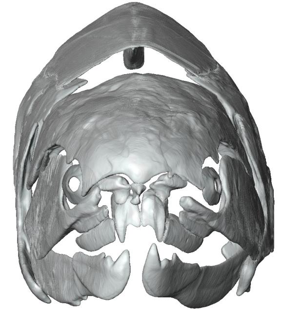 Vorderansicht des Placodermen Dunkleosteus als virtuelles 3D-Modell. (CT-scan courtesy of Phil Anderson, University of Massachusetts Amherst; Michael Ryan and Eric Snively, Cleveland Museum of Natural History; model and images Martin Rücklin, University of Bristol)