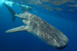 Ein Walhai am Ningaroo Reef. (Photograph courtesy of M. Meekan, Australian Institute of Marine Science)