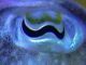 Das Auge eines Tintenfisches in einer Nahaufnahme. (University of Bristol)