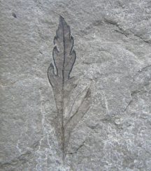 Das Fossil eines frühen Angiospermen aus Las Hoyas in Spanien. (Courtesy of Indiana University)