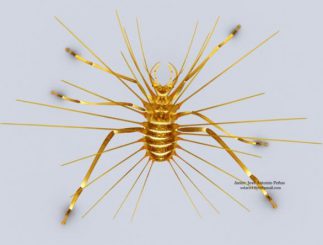 Rekonstruktion der Insektenlarve Hallucinochrysa diogenesi. (Jose Antonio Penas / Universitat de Barcelona)