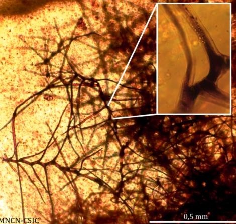 Die filamentähnlichen Pflanzenüberreste wurden als Trichome identifiziert. (Universitat de Barcelona)