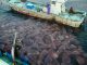 Riesenquallen der Art Nemopilema nomurai in Japan. (Niu Fisheries Cooperative)