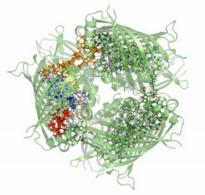 Struktur des Fenna-Matthews-Olson-Komplex. (Alex Chin)